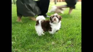 Havanese Puppies For Sale [upl. by Euton]