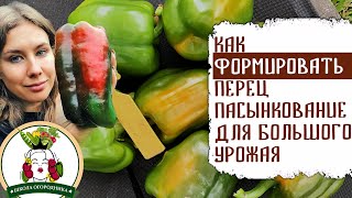 КАК ФОРМИРОВАТЬ ПЕРЕЦ ПАСЫНКОВАНИЕ ДЛЯ БОЛЬШОГО УРОЖАЯ [upl. by Halimeda]