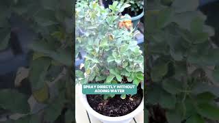 Spray to prevent plant diseases  link in bio🥇namrose greenrose rosegarden gardening rose [upl. by Nahs]