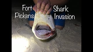 Fort Pickens Shark Invasion [upl. by Wolfort182]