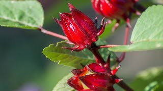 Fokri makha  Roselle chatni recipe [upl. by Selima]