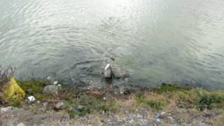 Tarpon Fishing in St Maarten [upl. by Akcired345]