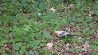 Merle piebald  piebald blackbird [upl. by Bennir]