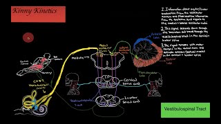 Vestibulospinal Tract Motor Pathway [upl. by Aznola]