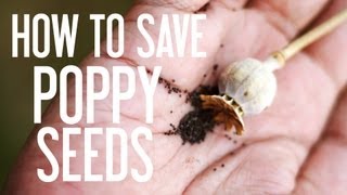 How to Save Poppy Seeds [upl. by Enej]