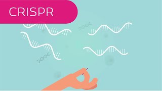 CRISPR in 4 Minuten erklärt [upl. by Deanne]