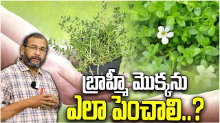 బ్రాహ్మీ మొక్కను ఎలా పెంచాలి  How to grow Brahmi plant  Brahmi herb  Agriculture  Olive Media [upl. by Dulciana]