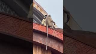 original vs fake monkeys have fun😆😆❤️❤️🤣🤣🤣kolkata viralvideo song comedy comedyshorts [upl. by Llerat]