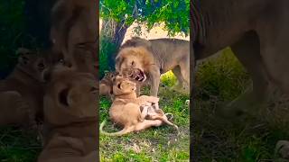 Lorkulup disciplinando a sus cachorros Black Rock Male Lion and Cubs lion leão short safari [upl. by Nonrev]