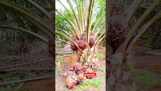 Oil Palm Plantation Operation Pruning [upl. by Llekcir19]