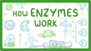 GCSE Biology  What are Enzymes [upl. by Zitella]