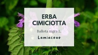 CIMICIOTTA COMUNE  MARRUBIO FETIDO  Black horehound  Wednesday Weed  Ballota nigra L Lamiaceae [upl. by Boy]