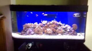 100 GALLON REEF AQUARIUM EQUIPMENT [upl. by Ocinemod]