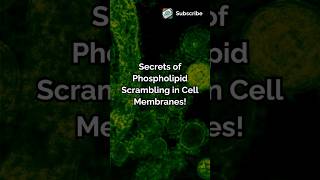 Secrets of Phospholipid Scrambling in Cell Membranes biology ytshorts sciencenews collection [upl. by Tnomyar]