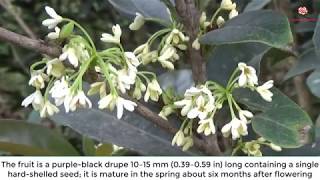 Osmanthus fragrans [upl. by Carline]