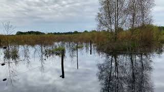 Natuurpark Maashorst Uden [upl. by Irep]