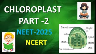 CHLOROPLAST PART 2ENDOSYMBIOSISCELL THE UNIT OF LIFEneet2025 neet ncert [upl. by Ailadgim]