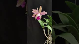 Cattleya intermedia x granulosa anggrek orchid [upl. by Eveam]