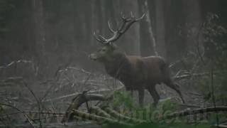 In de Stilte van het Leuvenumse bos Veluwe movie [upl. by Rebor]