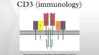 CD3 immunology [upl. by Mariann]