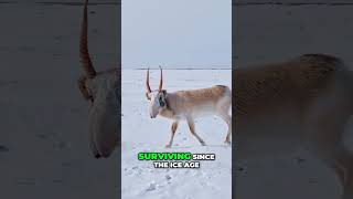 Discover the Endangered Saiga Antelope Natures Ancient Marvel [upl. by Elacsap445]