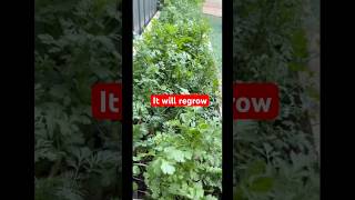 melbourn lifestyle Harvesting coriander Prevent bolting2024 gardening organicfarming shorts [upl. by Iphigenia]