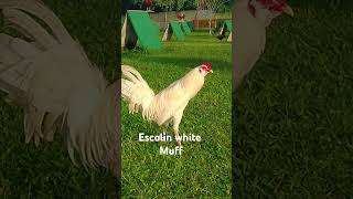 Gcgf game farm white muffshortvideo chickenfarm shortviral roosters [upl. by Honor]