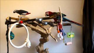 MY TALKING BABY GREEN WINGED MACAW SAYS quotHALLOquot TO AFRICAN GREY [upl. by Aliekat]