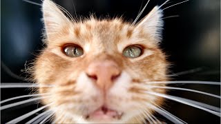 Cat Wants To Smell The Camera  4K 50FPS Video [upl. by Walter]