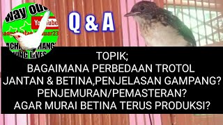 🔴Cara Membedakan Anakan Trotol Murai Batu Secara Detail  Lengkap [upl. by Enirahtac]