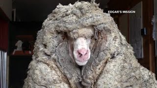 Rescued Australian sheep freed from wool weighing 78 pounds [upl. by Ginny381]