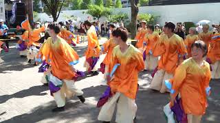 東京理科大学Yosakoiソーラン部【4K】／NHK前ストリート／原宿表参道元氣祭スーパーよさこい 2024（初日） [upl. by Daly]