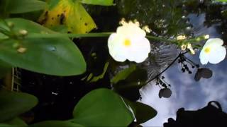 Echinodorus cordifolius  Aquatic plant [upl. by Aigroeg]