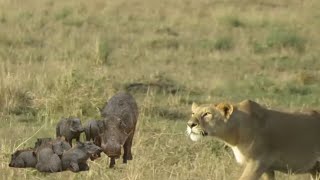 lioness attacking the family warthog and catching young warthog video [upl. by Millicent]