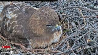 Hatch Watch Begins Next Week  Cornell Redtailed Hawks Big Red amp Arthur 417 [upl. by Huxley]