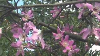 Chorisia speciosa Macdonaldmp4 [upl. by Krigsman]