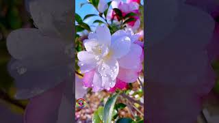 Mere rang me ragane Vali WhatsApp nature status beautiful nature video relaxingflowers flowers 4k [upl. by Souvaine659]