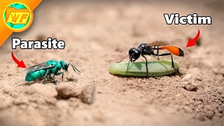 Cuckoo Wasp ATTACKS Sand Wasp [upl. by Akila]