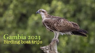 Birding in The Gambia  bird watching boat trips  African Finfoot [upl. by Dagnah636]