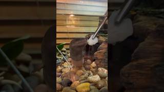 Amphiuma Feeding outdoorswithjay reptilebus reptiles amphiuma amphibian exoticpets [upl. by Arundell]