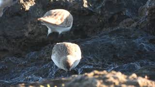 Dunlin Piovanello pancianera Calidris alpina [upl. by Moya717]