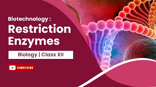 Restriction Enzymes  Biotechnology  Principles and Processes  Biology  Class 12 [upl. by Lupiv]