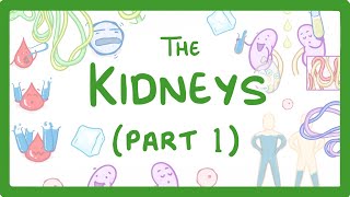 Biology  How the Kidneys Work  Kidneys Part 13 27 [upl. by Staley]