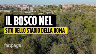 Ecco il misterioso bosco di Pietralata che può bloccare lo stadio della Roma [upl. by Goldston]