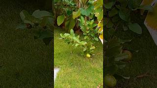 പേരക്ക ഇഷ്ടമാണോ 😍😍guava tree Malayalam shorts [upl. by Ayrb]