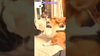 cat vs dog fighting wwe funny shots cute [upl. by Narayan557]