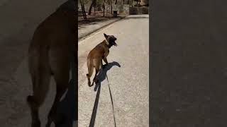 🏃🏻💪🏻📵🚭🐊🏆🥇❌❌🏞️ demanet malinois sports [upl. by Hedley]