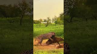 Leopard’s Sophisticated Hunting Tacticsquot  Feral Wildlife Zone [upl. by Dyane584]