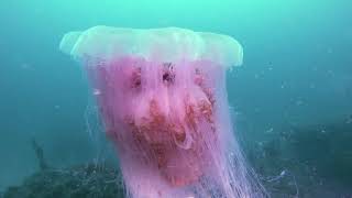 Lions mane jellyfish [upl. by Crispin]