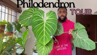 The Philodendron tour that will leave you shooketh [upl. by Longan]